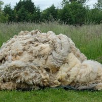 Composting wool