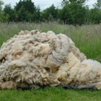 Composting wool