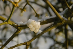 Mistletoe berries in snow