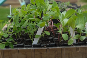 Sweet peas and cerinthe seedlings