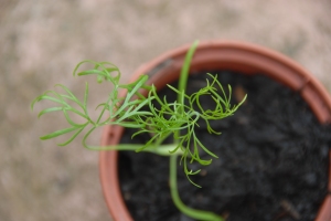 Baby fennel