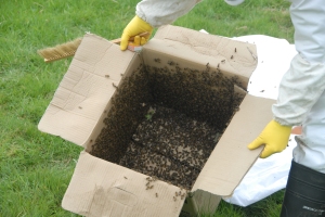 Box of bees