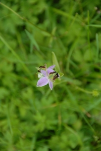 Bee orchid 2