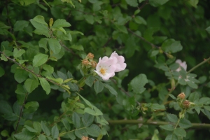A dog rose in the lanes