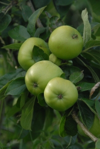 Grenadier apples - a useful early-ripening cooker 